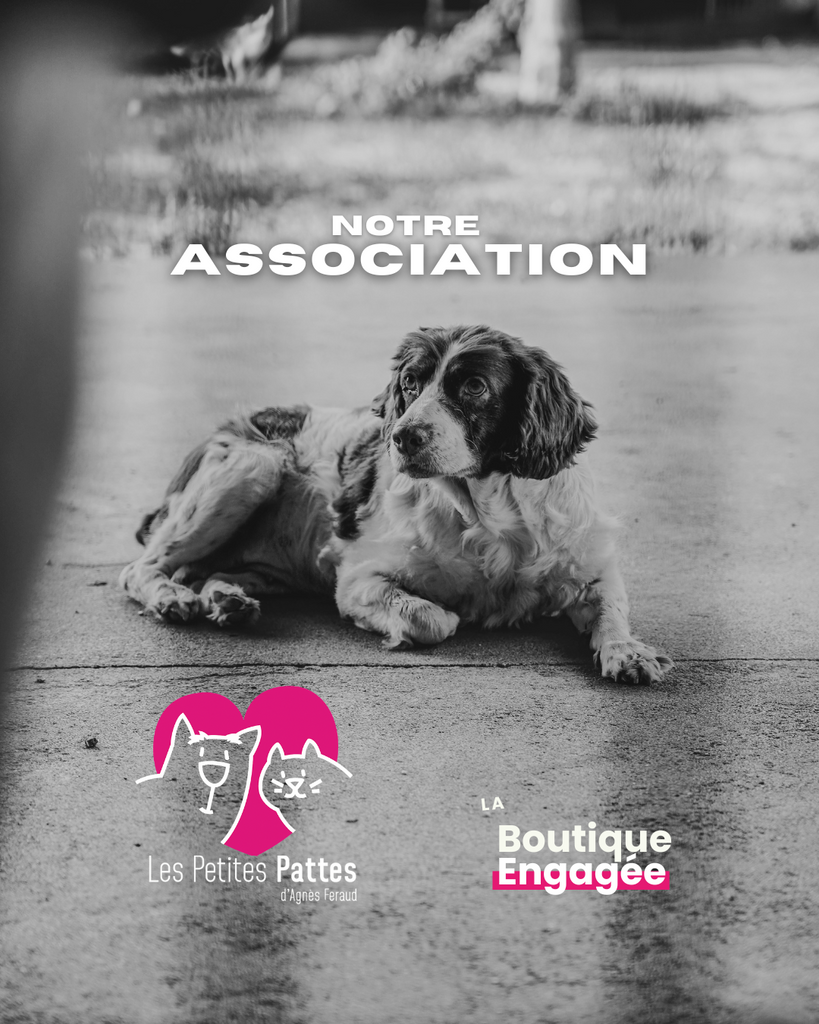 Solidarité animale